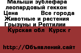 Малыши эублефара ( леопардовый геккон) › Цена ­ 1 500 - Все города Животные и растения » Грызуны и Рептилии   . Курская обл.,Курск г.